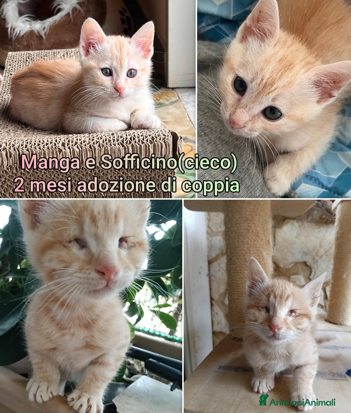 Altre razze gatti GATTINI SOLI ED ESCLUSI - Annuncio 31