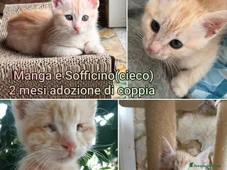 Altre razze gatti GATTINI SOLI ED ESCLUSI - Annuncio 31
