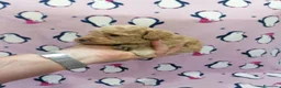 Barboncino cani in vendita: Barboncini nani cuccioli - Annuncio 14