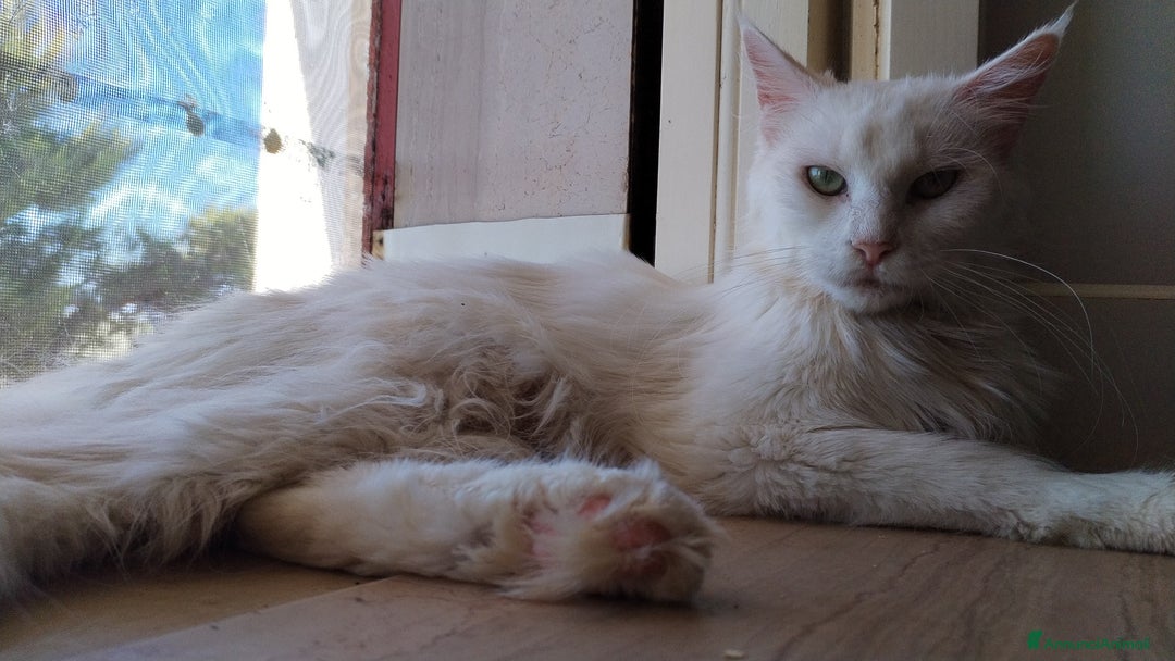 Maine Coon gatti in vendita: Maine coon  - Annuncio 2