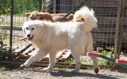 Meticcio cani in regalo: ADOTTA IL DOLCISSIMO OSLO a Provincia di Verona - Immagine 3