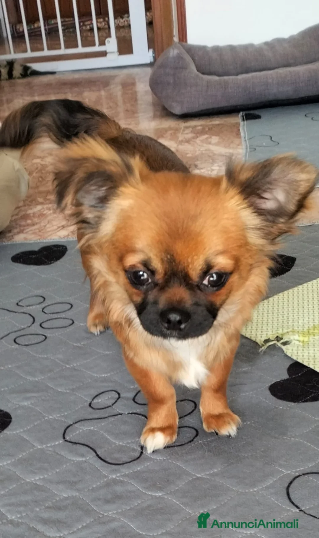 Chihuahua cani in regalo: Regalo due Chihuahua  - Annuncio 4