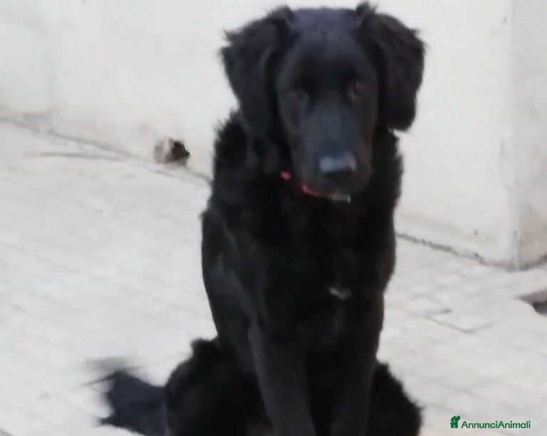 Meticcio cani in regalo: LUNA - SIMIL PASTORE - TAGLIA MEDIA a Milano - Annuncio 4