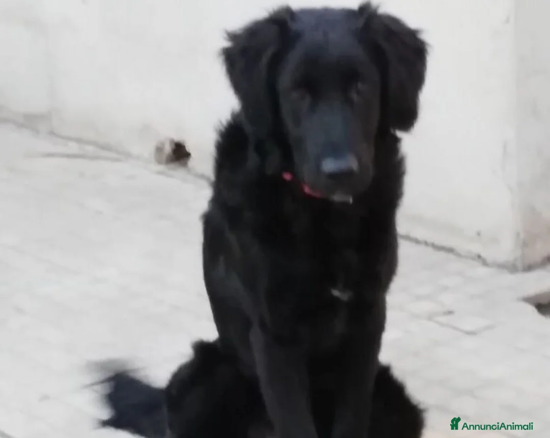 Meticcio cani in regalo: LUNA - SIMIL PASTORE - TAGLIA MEDIA a Milano - Annuncio 1