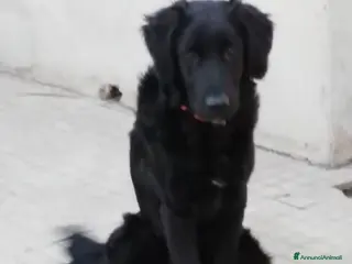 Meticcio cani in regalo: LUNA - SIMIL PASTORE - TAGLIA MEDIA - Annuncio 3