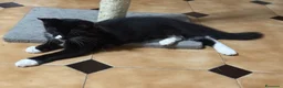 Maine Coon gatti in vendita: Maine Coon  - Annuncio 10