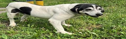 Meticcio cani in regalo: VALERIO DIVERSAMENTE CUCCIOLO - Annuncio 8