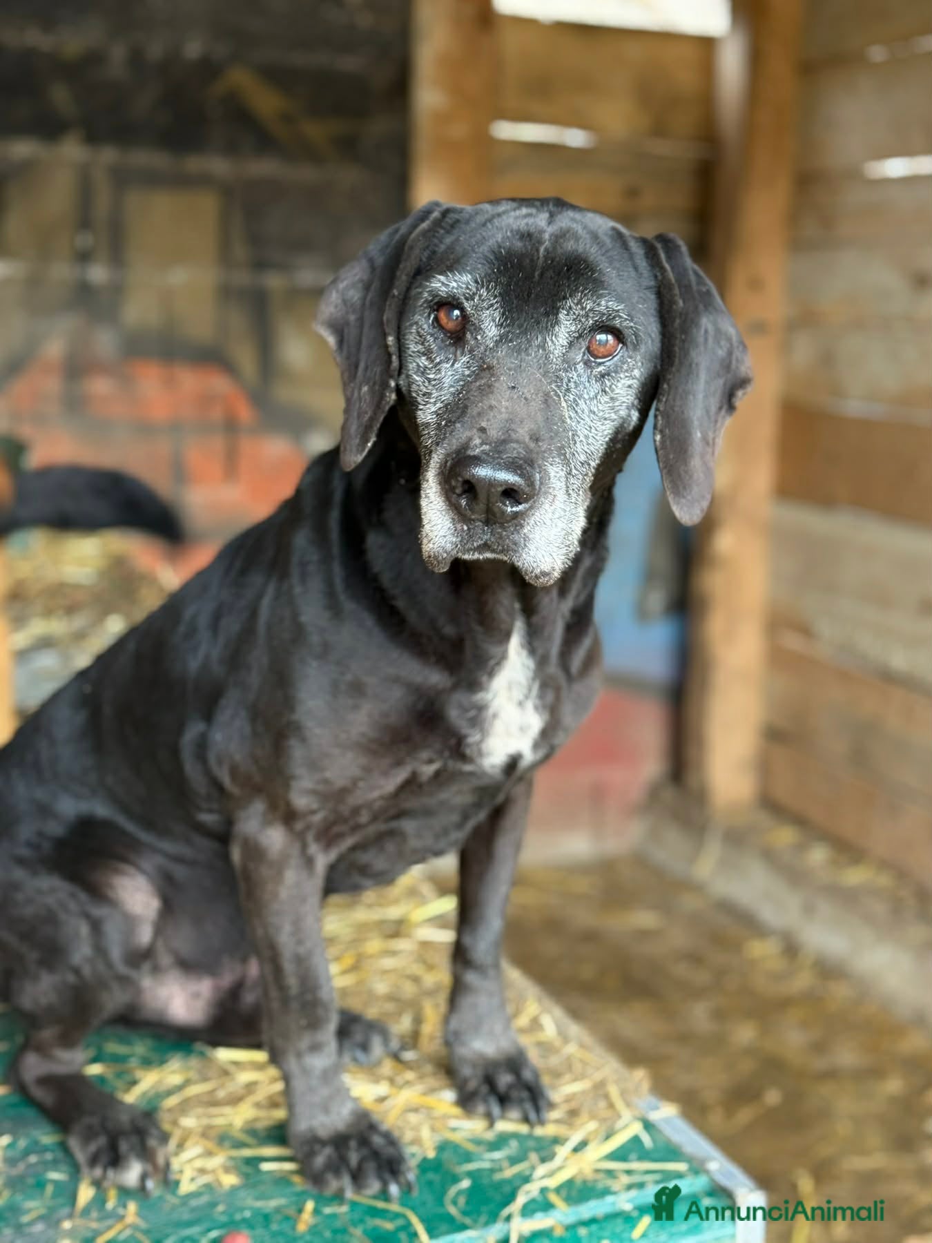 Meticcio cani ORAZIO, bracchetto "vintage" rimasto solo. - Annuncio 1