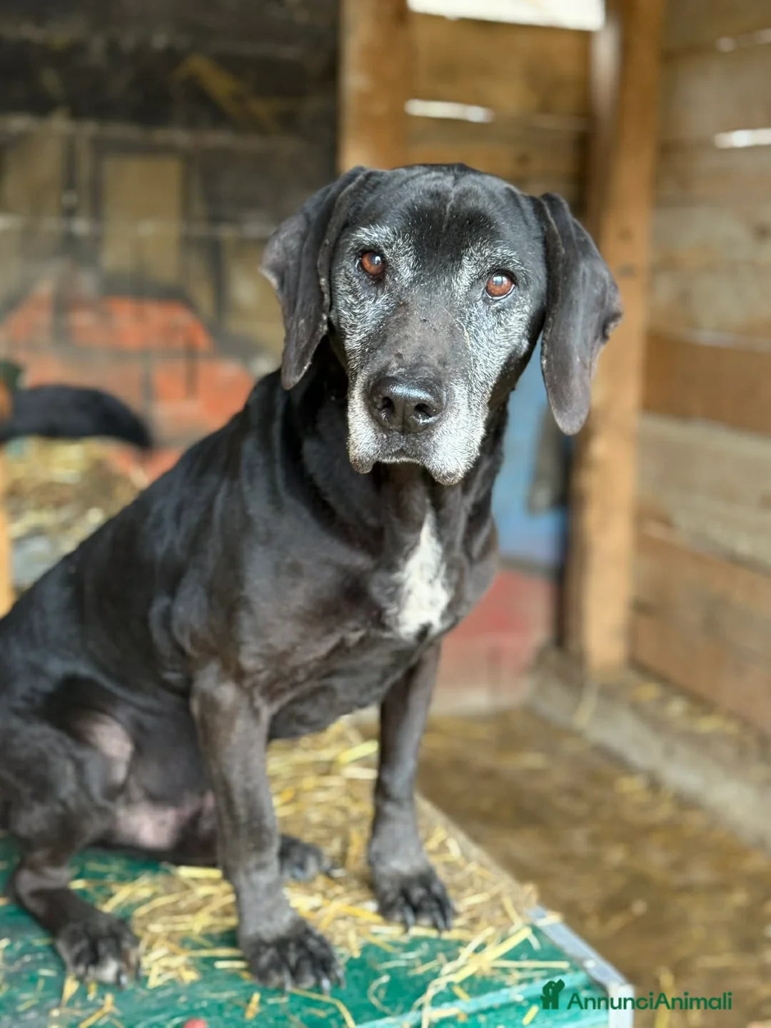 Meticcio cani in regalo: ORAZIO, bracchetto "vintage" rimasto solo. - Annuncio 1