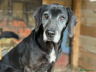 Meticcio cani ORAZIO, bracchetto "vintage" rimasto solo. - Annuncio 1