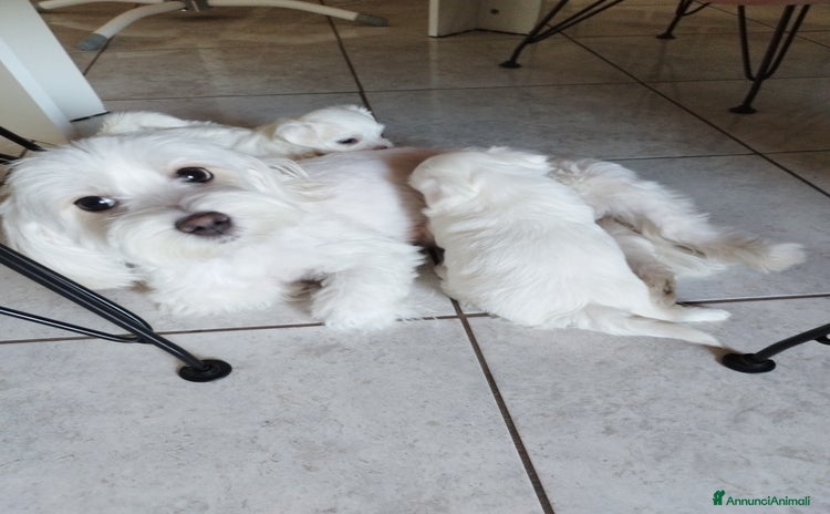 Bichon cani a Città metropolitana di Reggio Calabria - Annuncio 3