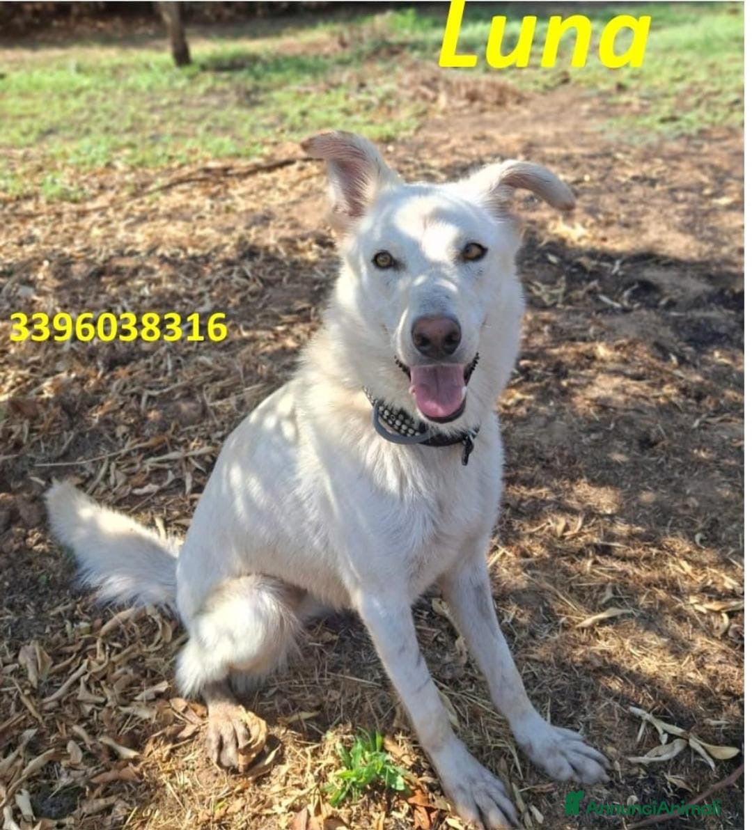 Meticcio cani LUNA 🩷 un vulcano di amore e allegria!  😍 - Annuncio 17