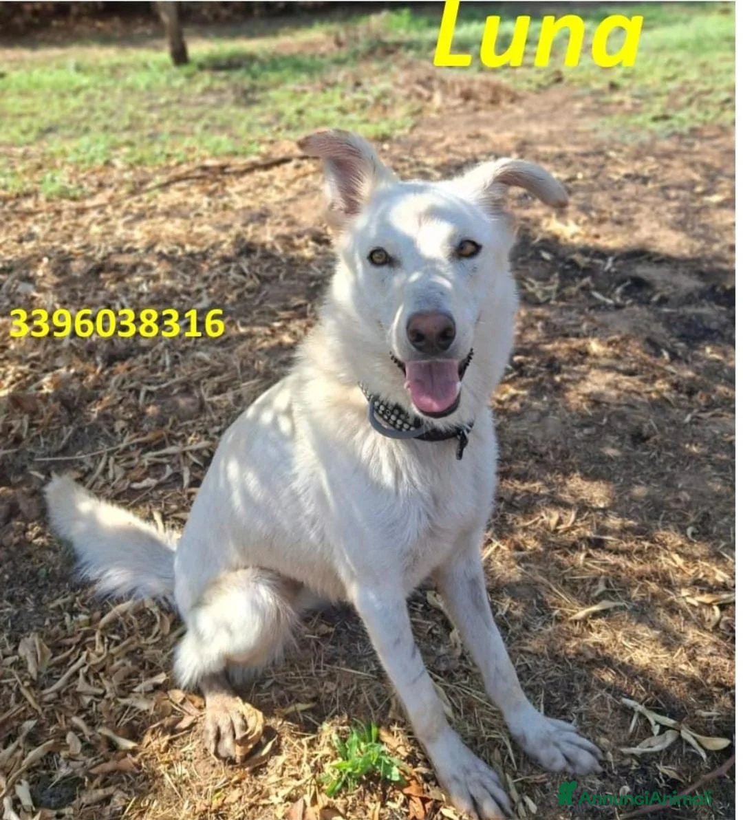 Meticcio cani in regalo: LUNA 🩷 un vulcano di amore e allegria!  😍 a Provincia di Treviso - Annuncio 1