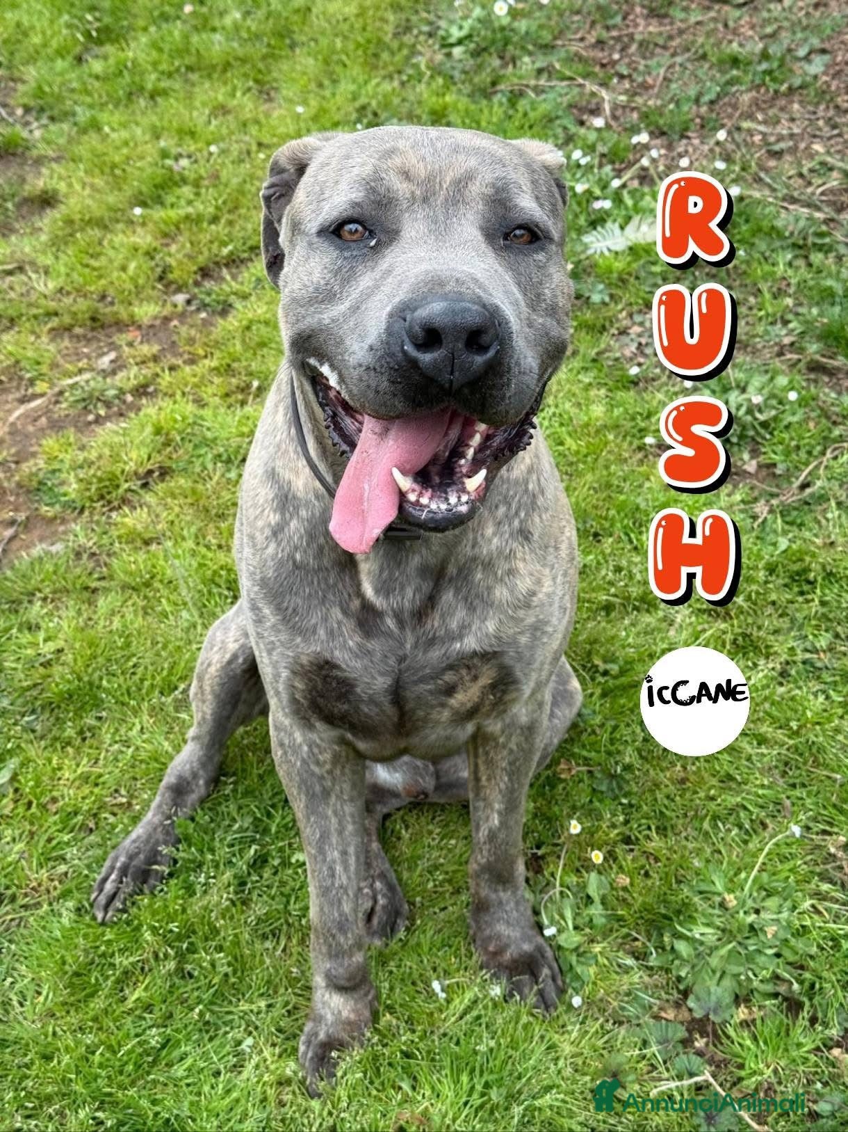 Meticcio cani Rush  - Annuncio 1