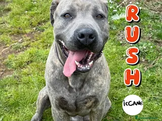 Meticcio cani Rush - Annuncio 1