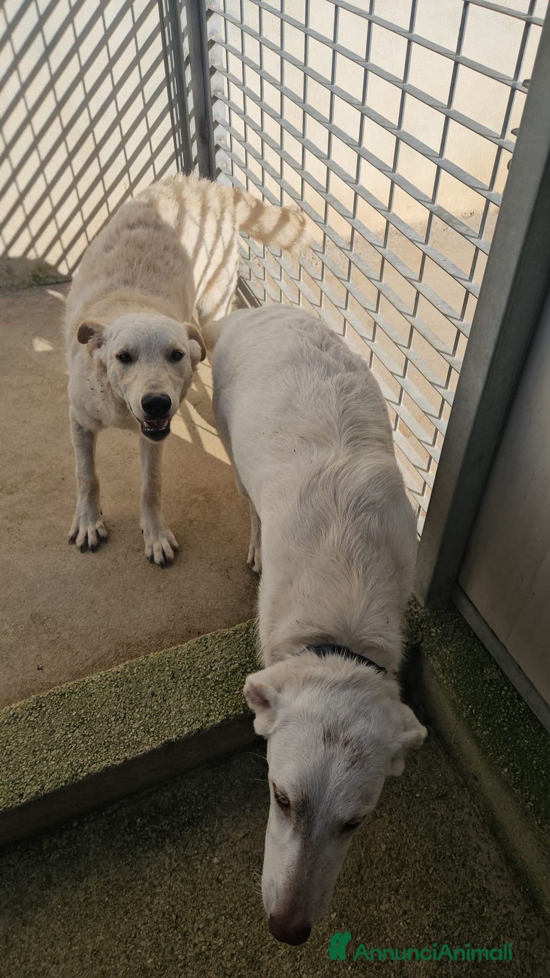 Meticcio cani in regalo: Micky: 1 anno, socievole ed equilibrata  - Annuncio 5