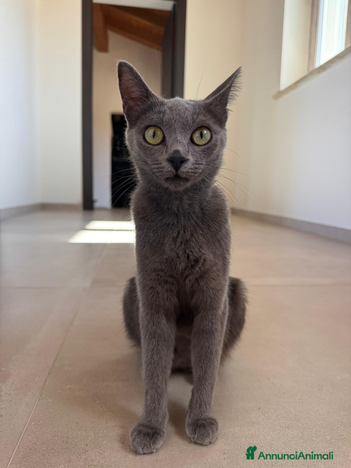 Certosino gatti Certosina femmina di 8 mesi a Metropolitan City of Rome Capital - Annuncio 2