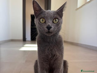 Certosino gatti Certosina femmina di 8 mesi a Metropolitan City of Rome Capital - Annuncio 42