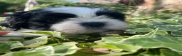 Shih Tzu cani in vendita: Cuccioli di Shi-tzu - Annuncio 40