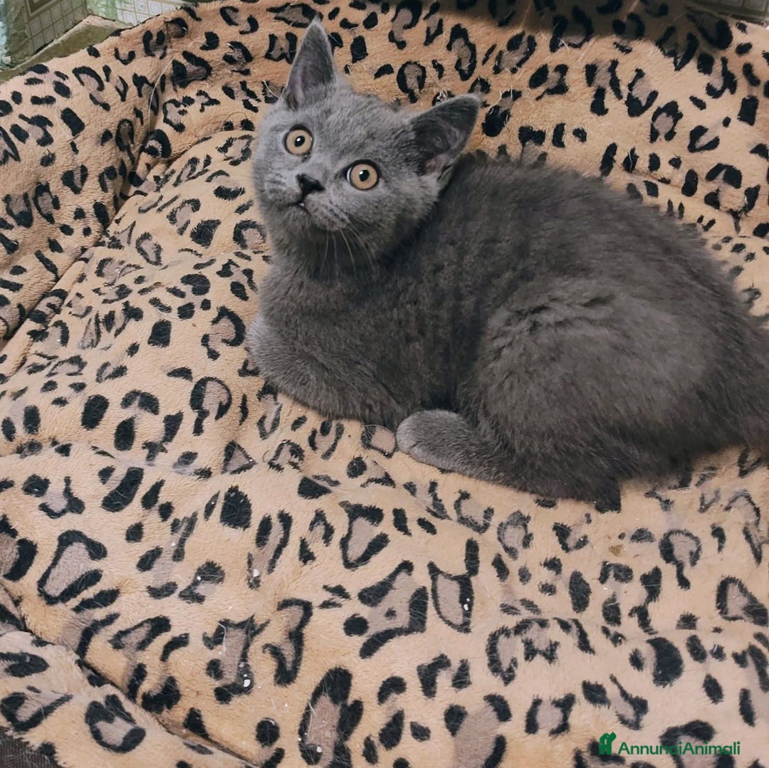 British gatti in vendita: Cucciolo British Femmina Manto Blu - Annuncio 2