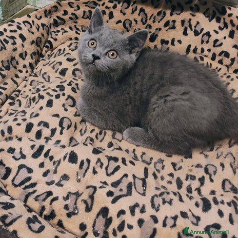 British gatti - Annuncio 1