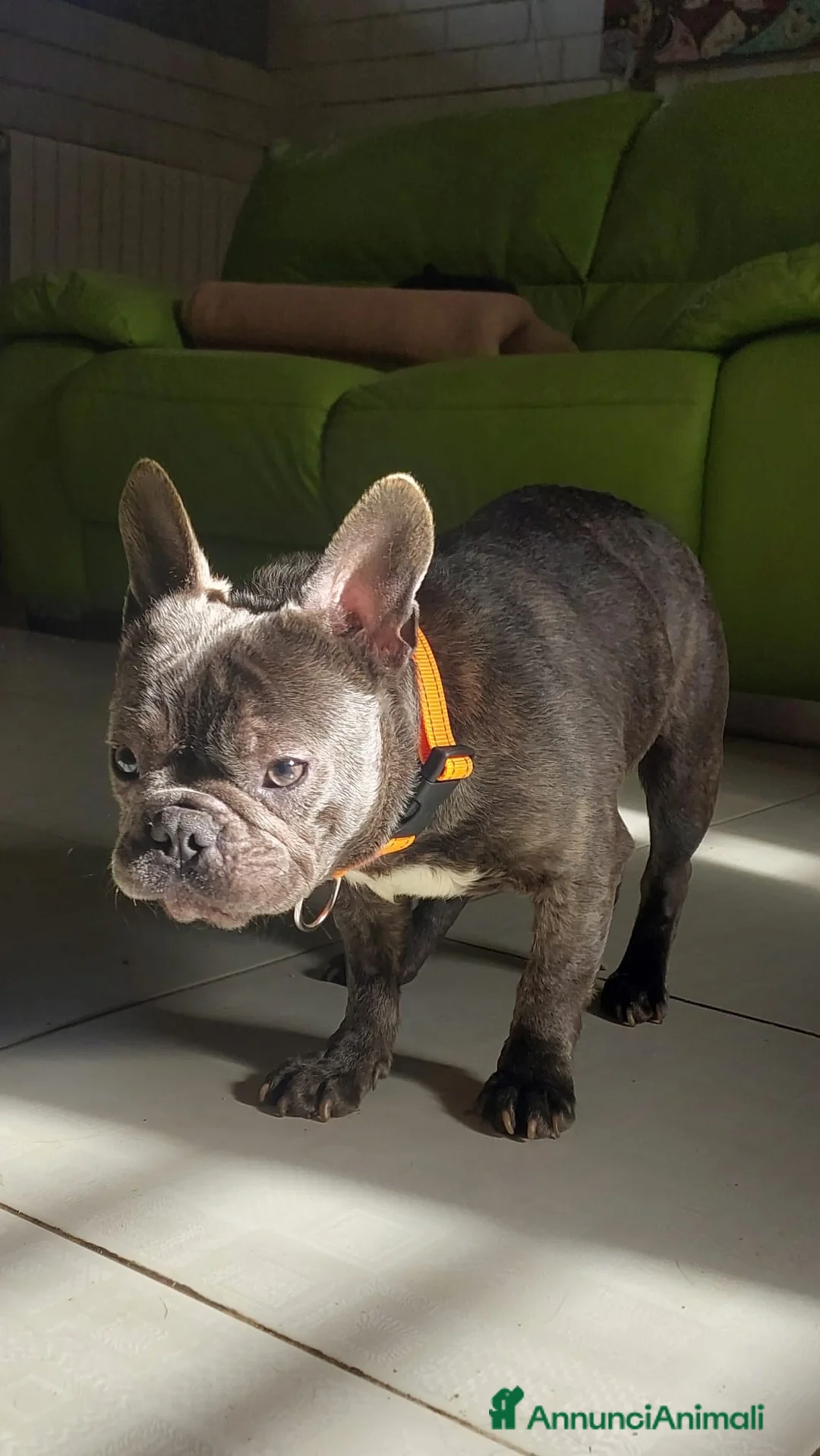 Bulldog Francese cani in regalo: Shamus Cerca Famiglia. Info Monica 3890238584 - Annuncio 14