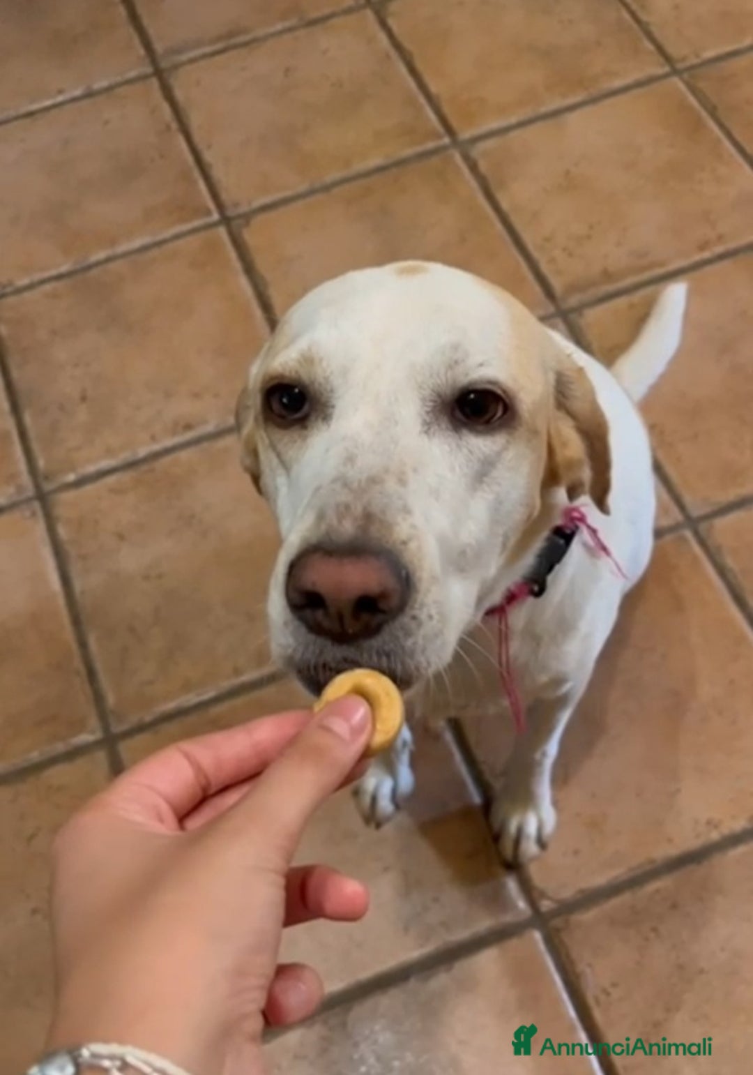 Meticcio cani in regalo: Camilla mix Setter 5anni,3anni di appelli.ROMA SOS - Annuncio 5