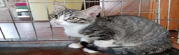 Europeo gatti in regalo: gatti cuccioli 2 mesi cercano casa❤️ - Annuncio 11