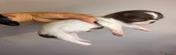 Chihuahua cani in vendita: Cucciolo chihuahua a Pelo lungo  - Annuncio 7
