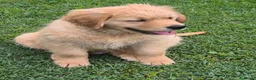 Golden Retriever cani in vendita: Golden retriever 90%linea americana pedigree ENCI  - Annuncio 7