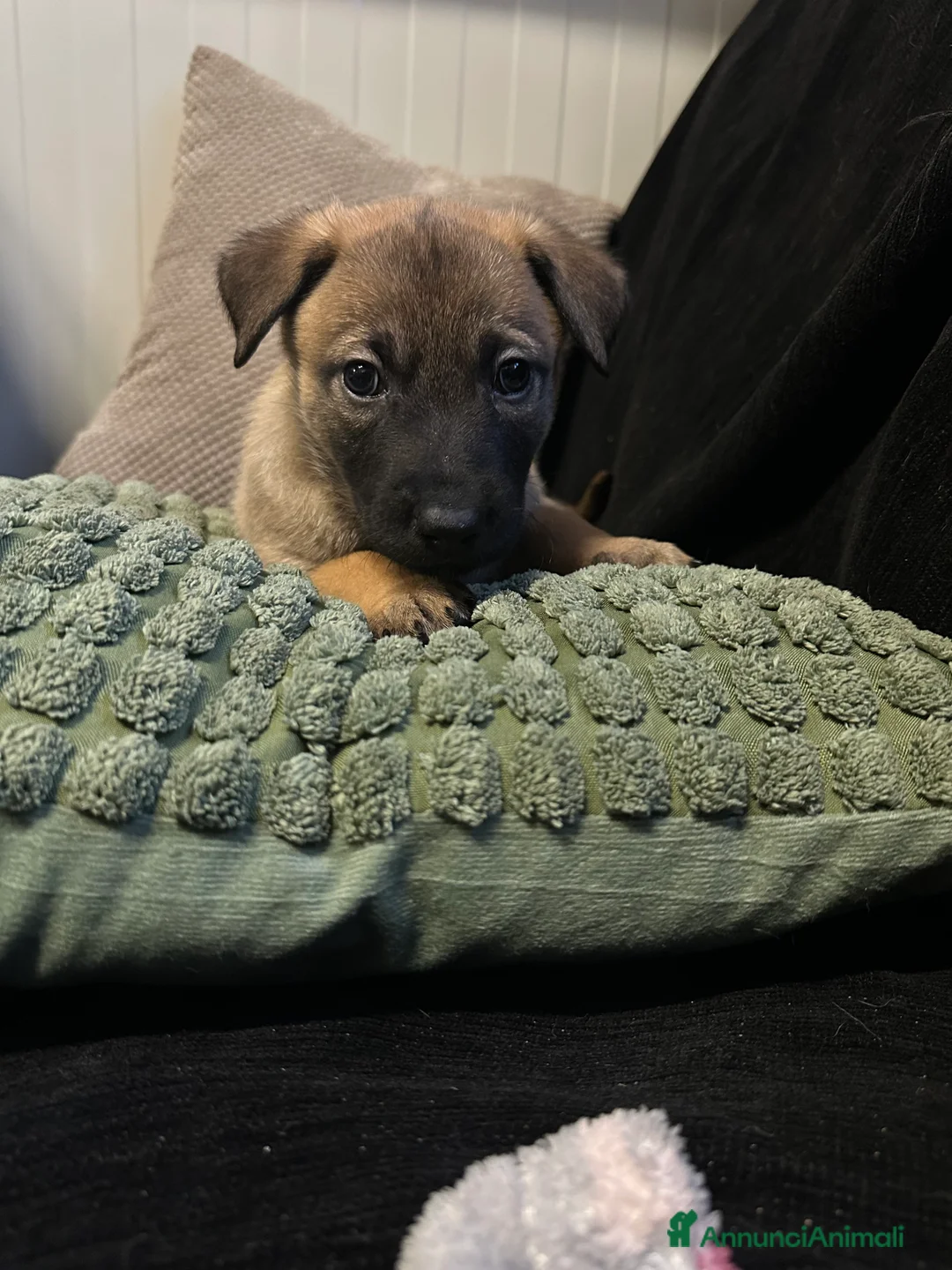 Pastore Belga cani in vendita: Cuccioli pastore belga Malinois  - Annuncio 7