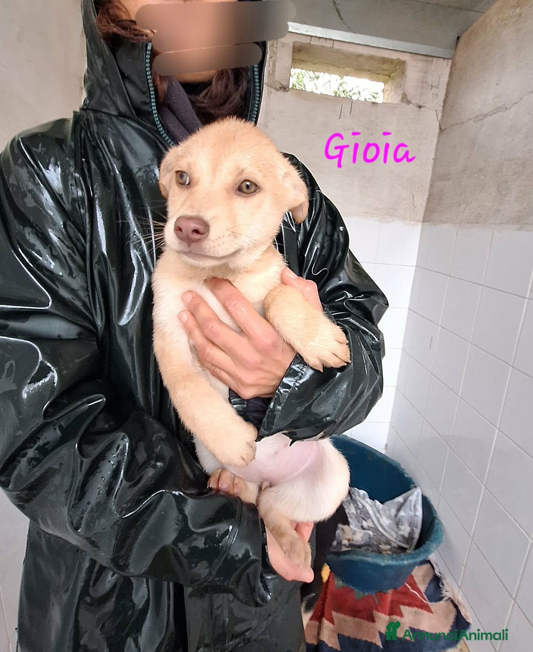 Meticcio cani in regalo: Gioia stupenda cucciola in adozione  - Annuncio 3