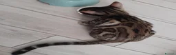 Bengala gatti in vendita: Dolcissimo gattino del bengala con pedigree AFSI  - Annuncio 7