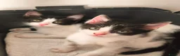Meticcio gatti in regalo: Zac e Iris  - Annuncio 17