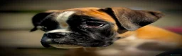 Boxer cani in vendita: CUCCIOLE DI BOXER  - Annuncio 6