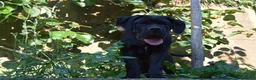 Cane Corso cani in vendita: Maschio di Cane Corso  - Annuncio 3