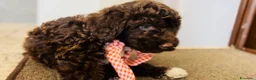Lagotto cani in vendita: Cuccioli lagotto romagnolo  - Annuncio 3