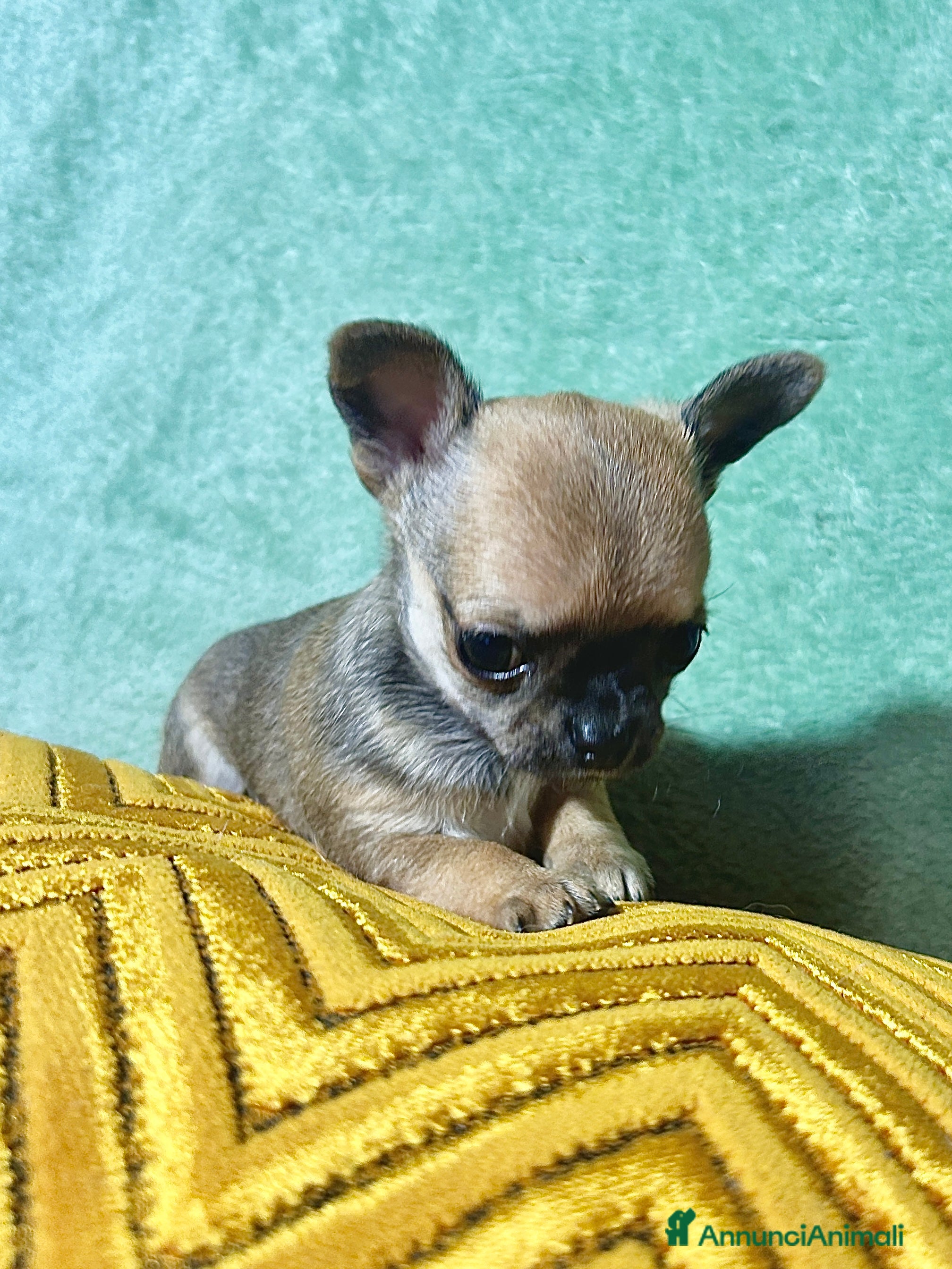 Chihuahua cani Chihuahua  - Annuncio 2