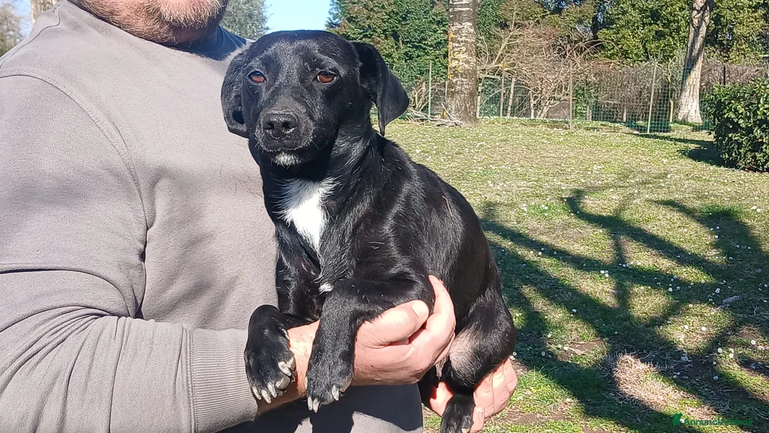 Meticcio cani in regalo: LA DOLCISSIMA LIQUIRIZIA HA BISOGNO DI UNA CASA - Annuncio 1