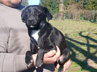 Meticcio cani LA DOLCISSIMA LIQUIRIZIA HA BISOGNO DI UNA CASA - Annuncio 37