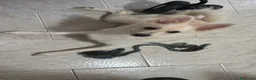 Meticcio cani in vendita: Volpino spriz  a Città Metropolitana di Napoli - Annuncio 1