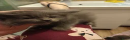Maine Coon gatti in vendita: Cuccioli Maine coon  - Annuncio 4