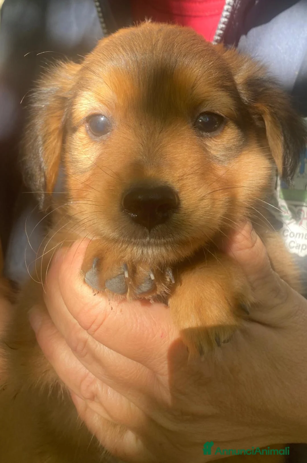 Meticcio cani in regalo: BISCOTTO 💙 DUE ZAMPETTE, UN CUORE DA CONQUISTARE a Provincia di Perugia - Annuncio 5