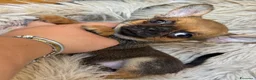 Chihuahua cani in vendita: Chihuahua femmina  - Annuncio 6