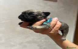 Altre razze gatti in vendita: Bulldog francese cuccioli a Città metropolitana di Milano - Immagine 14
