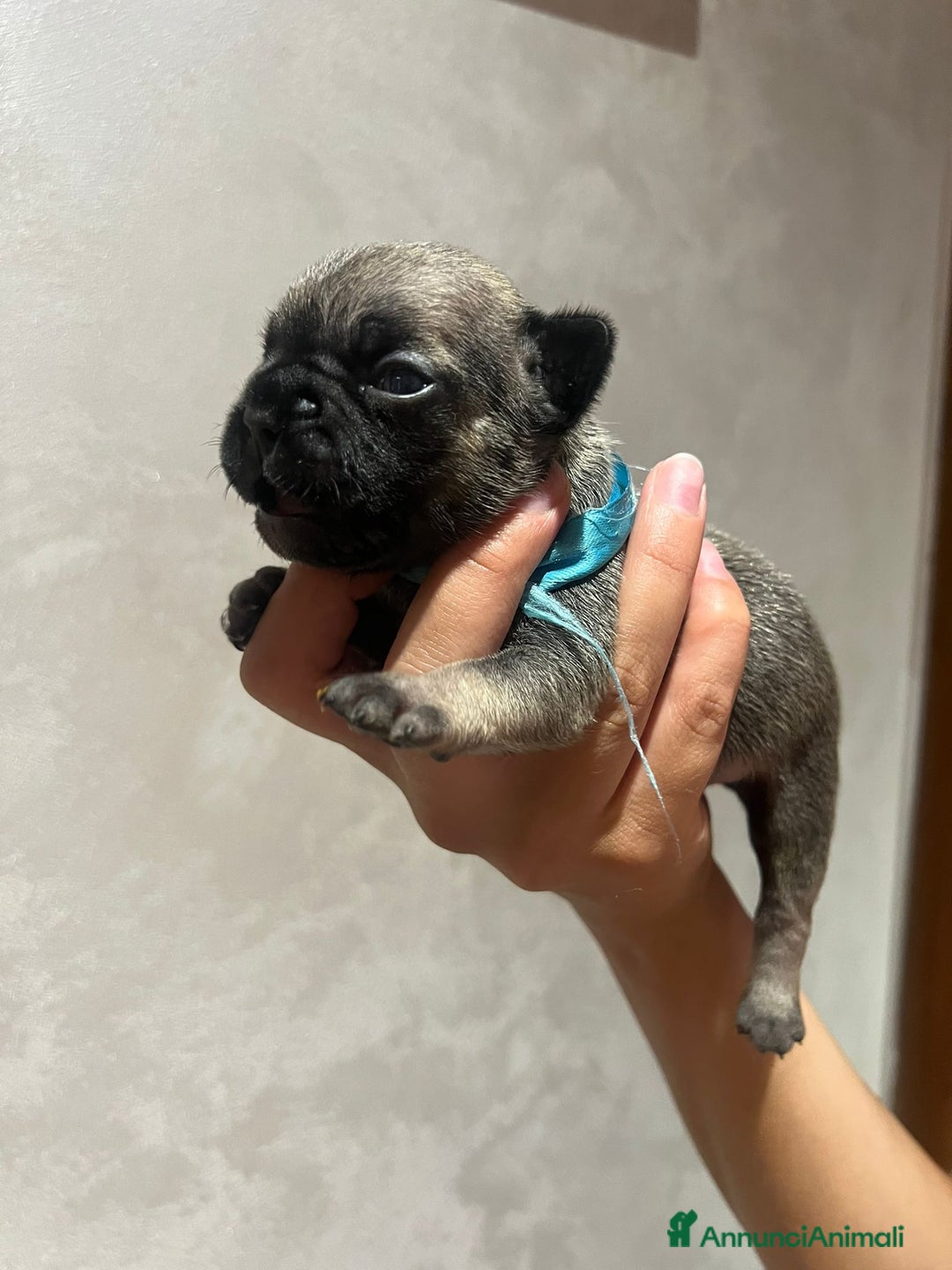 Altre razze gatti in vendita: Bulldog francese cuccioli a Città metropolitana di Milano - Immagine 14