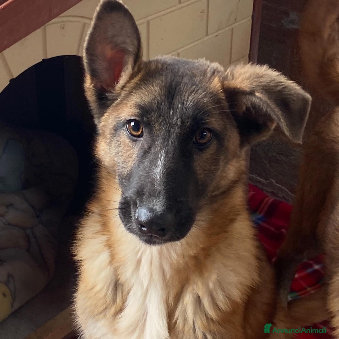 Meticcio cani in regalo: DAFNE cucciolona incrocio pastore belga adozione - Annuncio 7