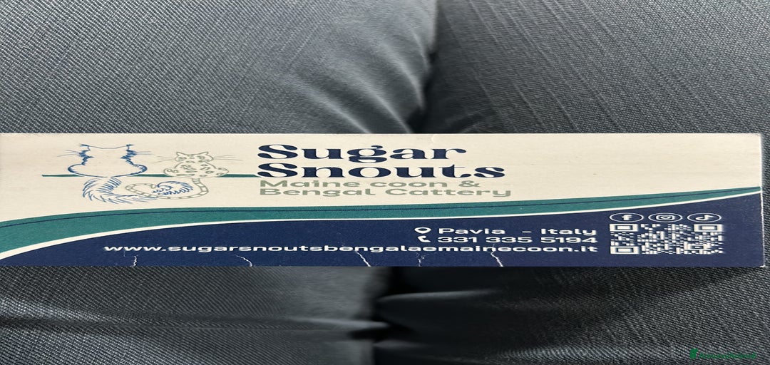 Immagine della galleria {{count}}