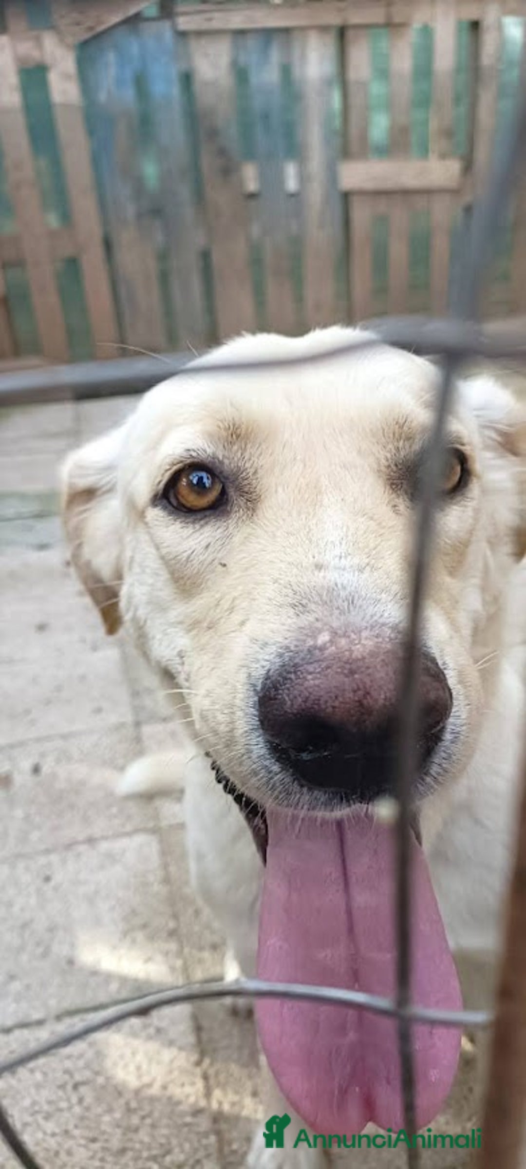 Meticcio cani in regalo: DIEGO, 2 anni, simil labrador, dolcissimo - Annuncio 3