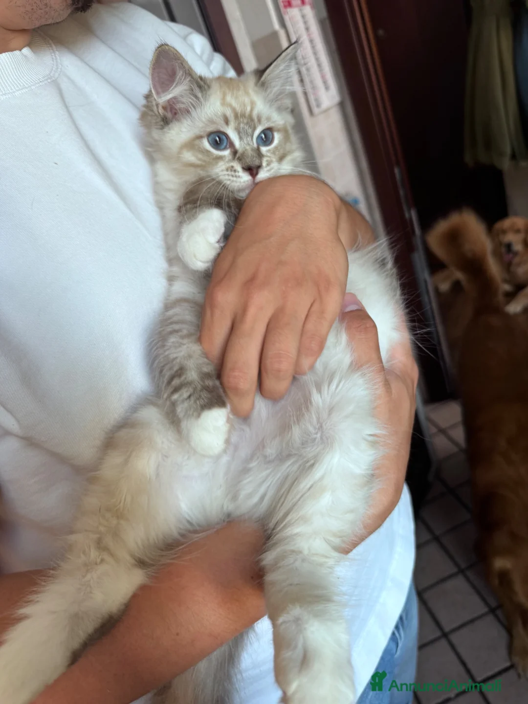 Ragdoll gatti in vendita: Ragdoll - Annuncio 5